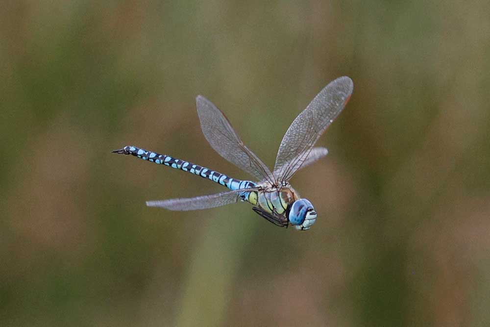 Aeshna_affinis